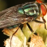Mosca panteonera (Cochliomyia macellaria) posada sobre una hoja