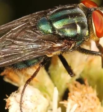 Mosca panteonera: qué es y por qué sale en cementerios 2 Mosca panteonera (Cochliomyia macellaria) posada sobre una hoja