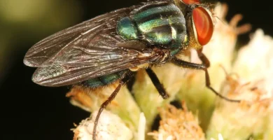 Mosca panteonera: qué es y por qué sale en cementerios 5 Mosca panteonera (Cochliomyia macellaria) posada sobre una hoja