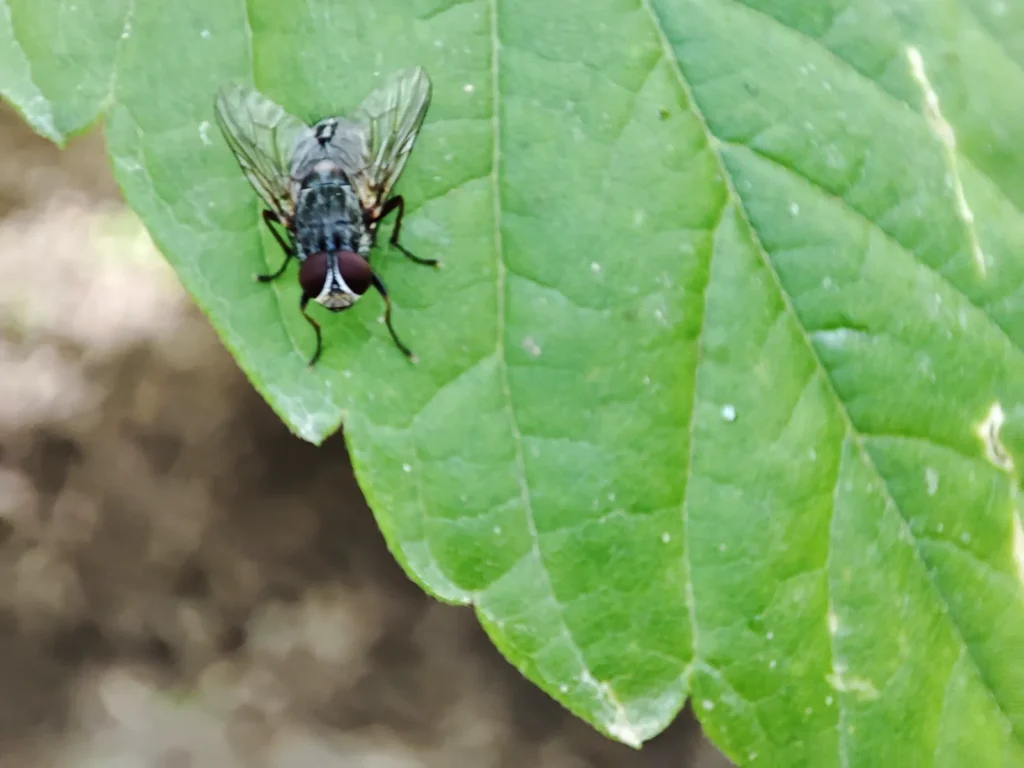 ¿Qué hacen las moscas cuando llueve? Dónde se esconden y por qué aparecen antes 1 Mosca doméstica (Musca domestica) posada sobre una hoja de una planta