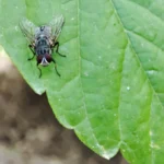 Mosca doméstica (Musca domestica) posada sobre una hoja de una planta
