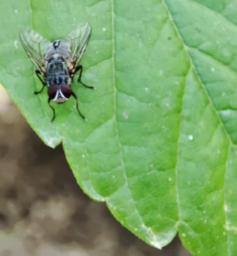 Mosca doméstica (Musca domestica) posada sobre una hoja de una planta