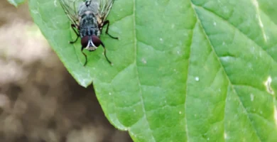 ¿Qué hacen las moscas cuando llueve? Dónde se esconden y por qué aparecen antes 5 Mosca doméstica (Musca domestica) posada sobre una hoja de una planta
