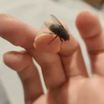 Mosca doméstica posada sobre un dedo