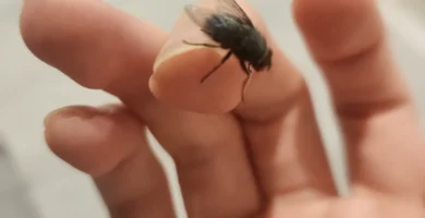 Mosca doméstica posada sobre un dedo