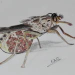 Mosca tsetsé (Glossina morsitans morsitans), el insecto que transmite la tripanosomiasis africana