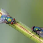 Dos moscardas verdes (Lucilia sericata) posadas en una flor, con el brillo metálico verde característico de la familia Calliphoridae.