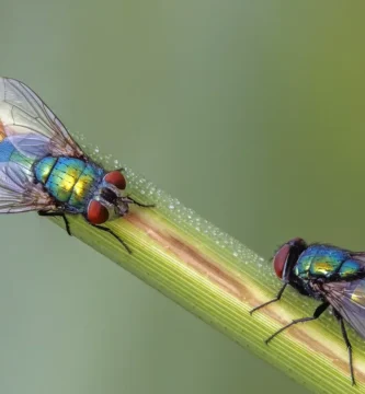 Moscardas azules y verdes en casa: qué son y por qué entran 2 Dos moscardas verdes (Lucilia sericata) posadas en una flor, con el brillo metálico verde característico de la familia Calliphoridae.