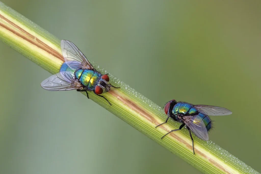 Moscardas azules y verdes en casa: qué son y por qué entran 1 Dos moscardas verdes (Lucilia sericata) posadas en una flor, con el brillo metálico verde característico de la familia Calliphoridae.