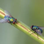 Dos moscardas verdes (Lucilia sericata) posadas en una flor, con el brillo metálico verde característico de la familia Calliphoridae.