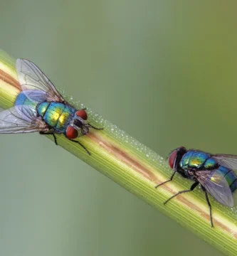 Moscardas azules y verdes en casa: qué son y por qué entran 2 Dos moscardas verdes (Lucilia sericata) posadas en una flor, con el brillo metálico verde característico de la familia Calliphoridae.