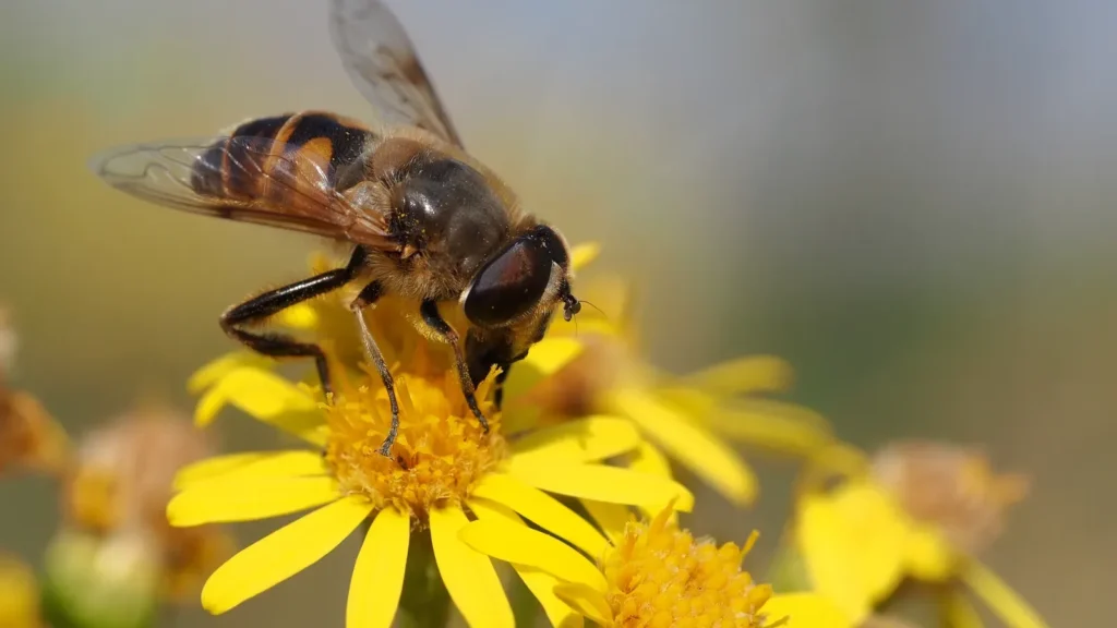 Moscas que parecen abejas: los sírfidos (y por qué no pican) 1 Sírfido Eristalis tenax, una mosca que parece una abeja, posado sobre una flor