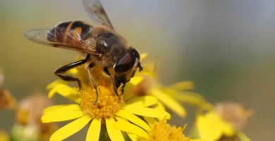 Mosca cernidora: el sírfido que parece abeja y no pica 8 Sírfido Eristalis tenax, una mosca que parece una abeja, posado sobre una flor
