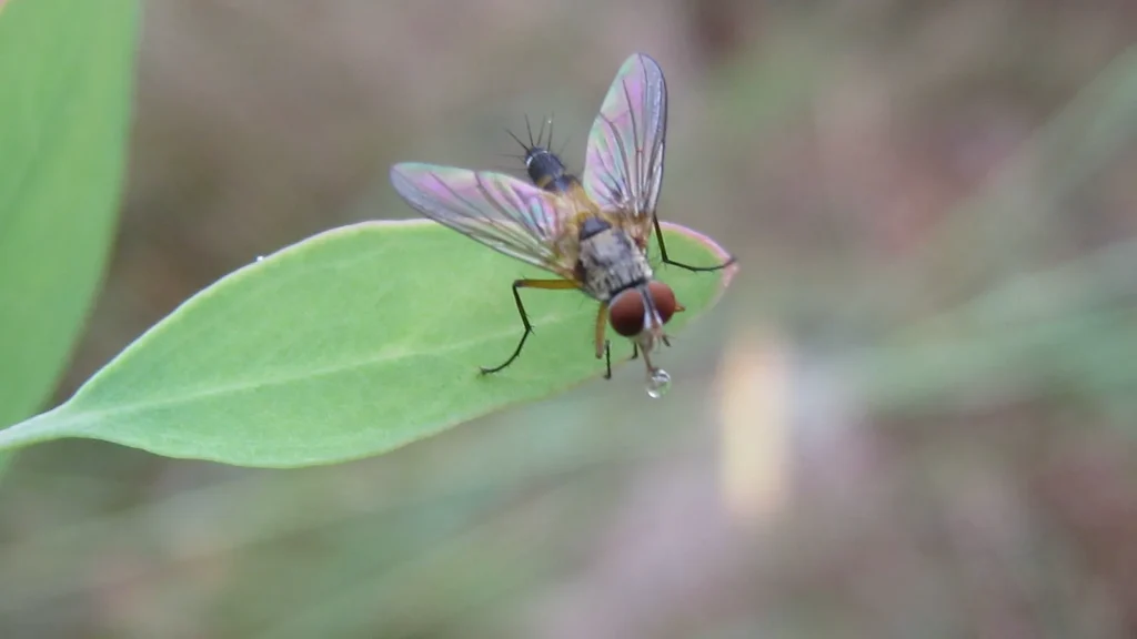 ¿Se ahogan las moscas? Por qué flotan en el agua (y qué son las larvas) 1 Mosca taquínida (Tachinidae) posada sobre la superficie del agua