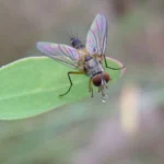 Mosca taquínida (Tachinidae) posada sobre la superficie del agua