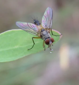 ¿Se ahogan las moscas? Por qué flotan en el agua (y qué son las larvas) 1 Mosca taquínida (Tachinidae) posada sobre la superficie del agua