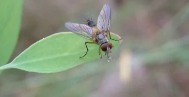 ¿Se ahogan las moscas? Por qué flotan en el agua (y qué son las larvas) 4 Mosca taquínida (Tachinidae) posada sobre la superficie del agua