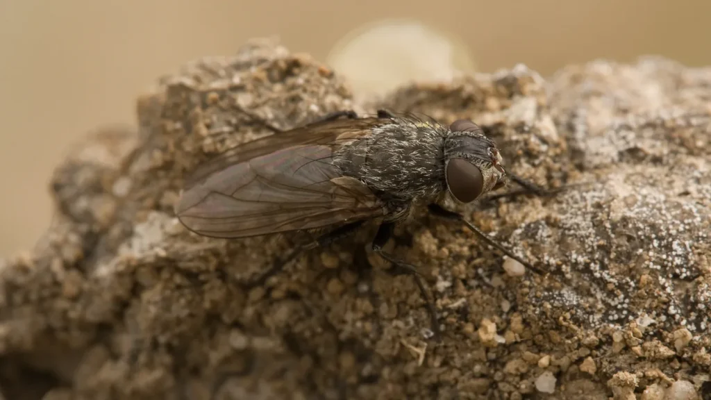 Mosca de los racimos (Pollenia rudis) posada sobre una superficie clara, vista de cerca