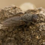 Mosca de los racimos (Pollenia rudis) posada sobre una superficie clara, vista de cerca