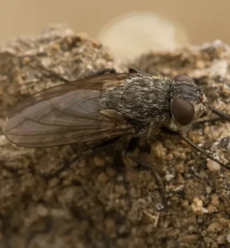 Moscas aletargadas en la ventana en otoño: qué son y por qué no hay plaga en casa 1 Mosca de los racimos (Pollenia rudis) posada sobre una superficie clara, vista de cerca