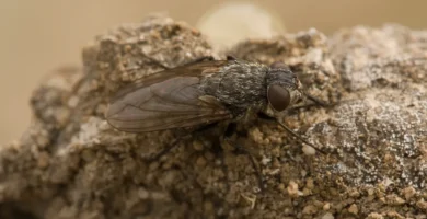 Moscas aletargadas en la ventana en otoño: qué son y por qué no hay plaga en casa 4 Mosca de los racimos (Pollenia rudis) posada sobre una superficie clara, vista de cerca