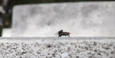 Cómo se reproducen las moscas: apareamiento, huevos y ciclo 10 Pareja de moscas domésticas (Musca domestica) apareándose