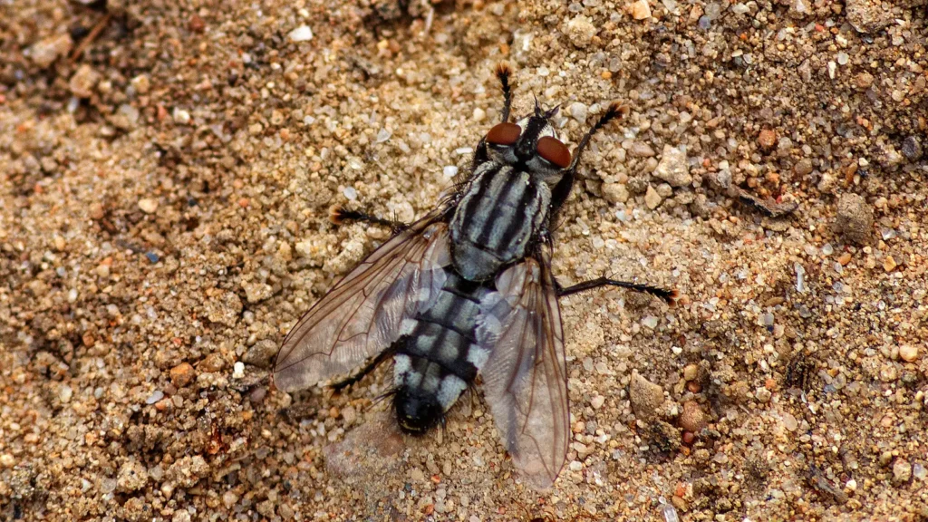 Moscas en la carne: por qué aparecen, si se puede comer y cómo evitarlo 1 Primer plano de una moscarda gris o mosca de la carne (Sarcophaga carnaria)