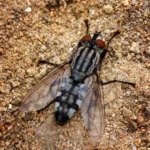 Primer plano de una moscarda gris o mosca de la carne (Sarcophaga carnaria)