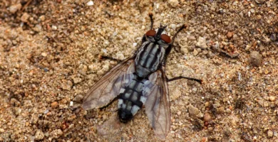 Primer plano de una moscarda gris o mosca de la carne (Sarcophaga carnaria)
