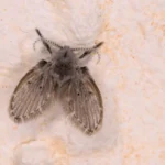 Mosca de la humedad (Clogmia albipunctata) posada, de aspecto peludo y alas en tejadillo