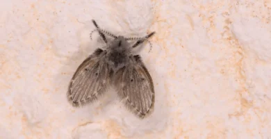 Moscas de la humedad: qué son y cómo eliminarlas del desagüe 8 Mosca de la humedad (Clogmia albipunctata) posada, de aspecto peludo y alas en tejadillo