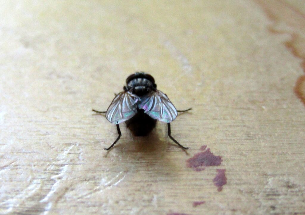Mosca doméstica: qué es, cómo reconocerla y cómo eliminarla 1 Mosca doméstica (Musca domestica) posada sobre una superficie