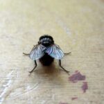 Mosca doméstica (Musca domestica) posada sobre una superficie