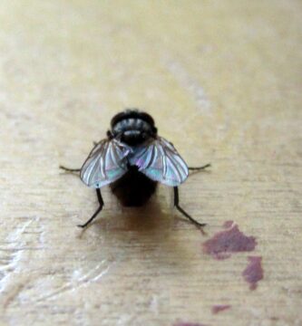 Mosca doméstica (Musca domestica) posada sobre una superficie