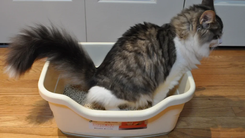 Moscas en el arenero del gato: por qué aparecen y cómo evitarlas 1 Gato usando un arenero doméstico con arena aglomerante