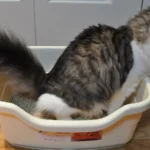 Gato usando un arenero doméstico con arena aglomerante