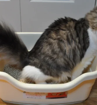 Moscas en el arenero del gato: por qué aparecen y cómo evitarlas 2 Gato usando un arenero doméstico con arena aglomerante