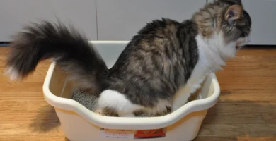 Moscas en el arenero del gato: por qué aparecen y cómo evitarlas 8 Gato usando un arenero doméstico con arena aglomerante