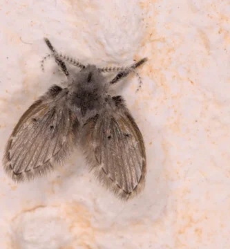 Mosca del desagüe (Clogmia albipunctata) posada en una pared del baño, con el cuerpo y las alas cubiertos de pelo