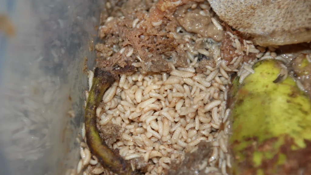 Moscas en el compost y en la compostera: por qué salen y cómo evitarlas 1 Larvas de mosca soldado negra (Hermetia illucens) alimentándose de restos de fruta en una compostera doméstica