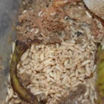 Larvas de mosca soldado negra (Hermetia illucens) alimentándose de restos de fruta en una compostera doméstica