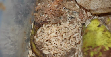Moscas en el compost y en la compostera: por qué salen y cómo evitarlas 4 Larvas de mosca soldado negra (Hermetia illucens) alimentándose de restos de fruta en una compostera doméstica