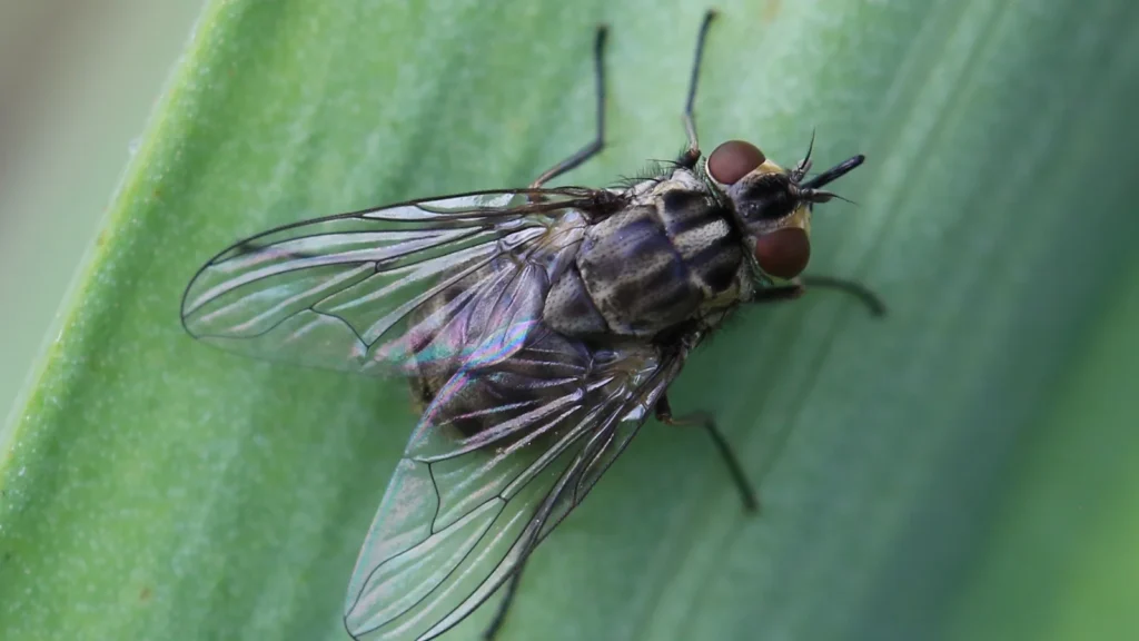 Moscas en el gallinero: por qué hay tantas y cómo reducirlas 1 Mosca de los establos (Stomoxys calcitrans) posada sobre una hoja, vista de cerca