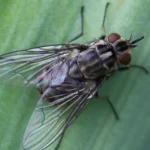 Mosca de los establos (Stomoxys calcitrans) posada sobre una hoja, vista de cerca