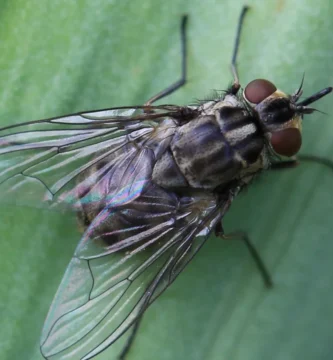 Moscas en el gallinero: por qué hay tantas y cómo reducirlas 1 Mosca de los establos (Stomoxys calcitrans) posada sobre una hoja, vista de cerca