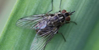Moscas en el gallinero: por qué hay tantas y cómo reducirlas 4 Mosca de los establos (Stomoxys calcitrans) posada sobre una hoja, vista de cerca