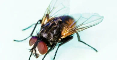 Mosca común (Musca domestica) posada en una superficie