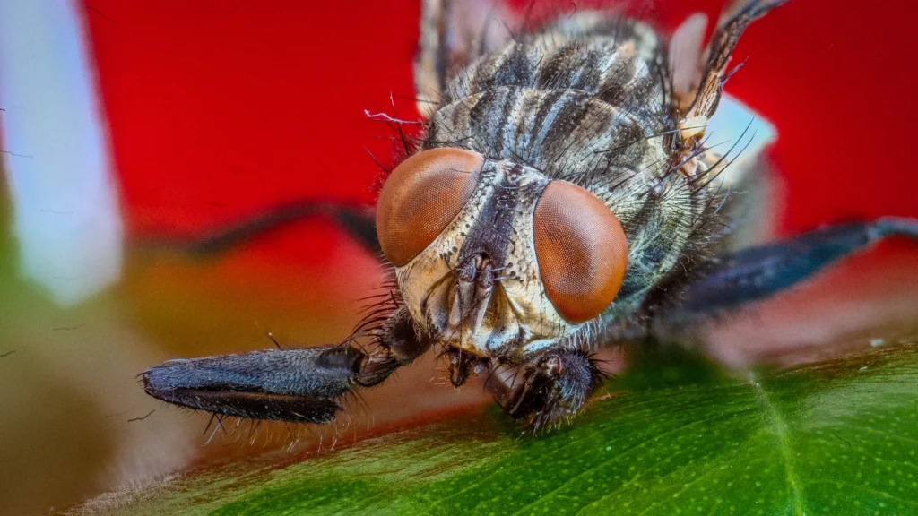 Moscas en la habitación de noche: por qué entran y qué hacer 1 Mosca doméstica posada, vista de cerca, con las alas plegadas sobre el abdomen