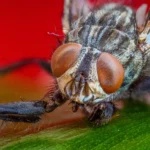 Mosca doméstica posada, vista de cerca, con las alas plegadas sobre el abdomen