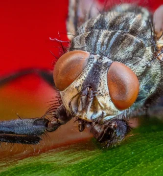 Moscas en la habitación de noche: por qué entran y qué hacer 2 Mosca doméstica posada, vista de cerca, con las alas plegadas sobre el abdomen